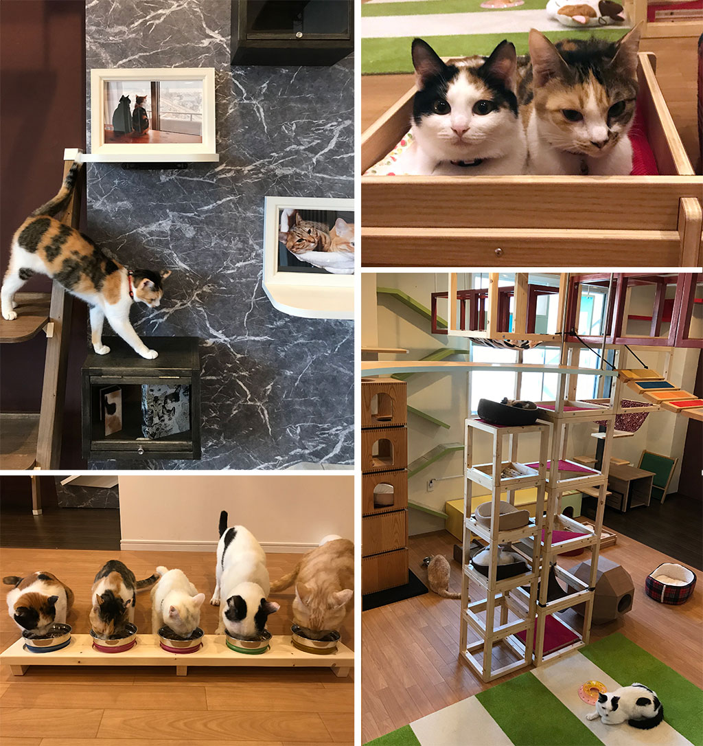 猫専用家具とリフォームのショールーム、「りねこlabo」OPEN！ | 株式会社ウッドスタイル